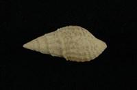 藏品(瘤蜷)的圖片